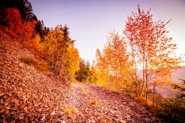 Ukraine Wonderful Autumn Scene Road Forest Picturesque Trees Dressed Beautiful — Photo