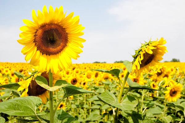 Harkov, Ukrayna. Güneşli günlerde ve sıcak havada gökyüzünün arka planında ayçiçeği tarlaları çiçek açıyor. Ayçiçeği sebze yağı üretimi için ekilen popüler bir tarladır. Yüksek