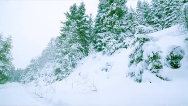 Снег Падает Лесные Деревья Горах Красивый Видеоклип Снят Холодный Зимний — стоковое видео