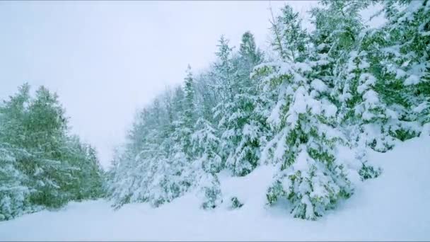 山の中の森の木々に降る雪 カルパティアの山公園で寒い冬の日に撮影された美しいHdビデオクリップ Hdで撮影高地国立公園での雪の季節の映像 — ストック動画