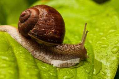 Salyangoz Muller ıslak yapraklarda süzülüyor. Kahverengi çizgili kabuklu, sebze üzerinde sürünen büyük beyaz yumuşakça salyangoz. Helix Pomatia, Burgundy, Romalı, salyangoz. Havyar mı? Çilekli salyangoz öpücükleri.