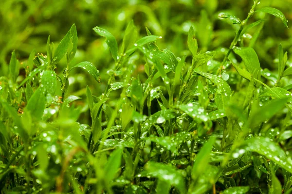 Grama Verde Exuberante Suculenta Prado Com Gotas Orvalho Água Luz — Fotografia de Stock