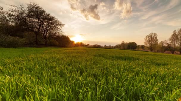 Ukrayna Günbatımında Yeşil Buğday Tarlası Güneş Çimenleri Aydınlatır Yaz Günü — Stok video