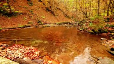 Ukrayna. Karpatlar 'da sonbahar yapraklarıyla bezenmiş ağaçlarla çevrili yosun kaplı kayaların etrafındaki yumuşak bir dere çağlar. Ulusal Park Shypit Karpatları. Kaliteli fotoğraf.