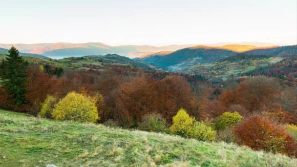 Vale Pôr Sol Outono Close Pôr Sol Denso Bosque Álamo — Vídeo de Stock