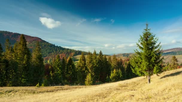Carpathians Ukraine Autumn Landscape Fog Mountains Fir Forest Hills Lonely — Stockvideo