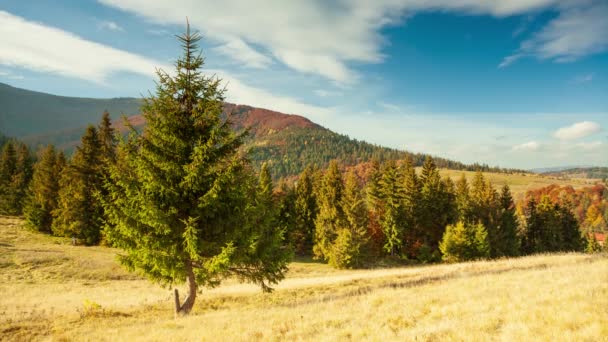 Carpathians Ukraine Autumn Landscape Fog Mountains Fir Forest Hills Lonely — стокове відео