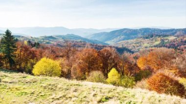 Sonbahar günbatımı vadisi. Karpat Dağları 'nın yüksek zirvelerinin eteklerindeki bir vadide rüzgarlı bir sonbahar gününde, sık bir altın kavak ağacının günbatımının yakın çekimi. Ukrayna. Yükseklik kalitesi