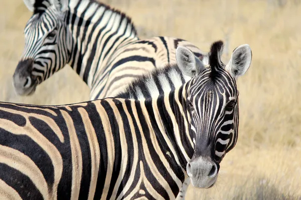 Stado burchell zebry w etosha wildpark — Zdjęcie stockowe