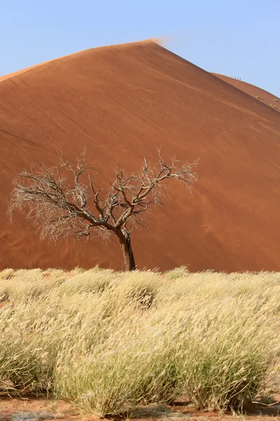 塞斯瑞姆附近的 nanib 沙漠 sossusvlei 沙丘景观 — 图库照片