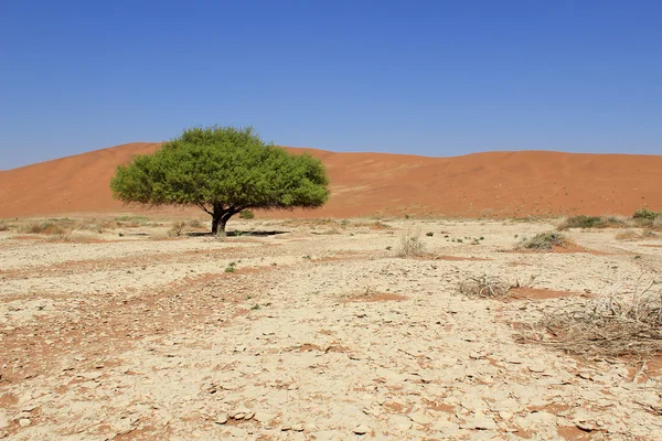 Krajina písečných dun sossusvlei v nanib poušti v místě zvaném sesriem — Stock fotografie