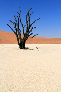 sesrie yakın nanib çölde Sossusvlei ölü vadi peyzaj
