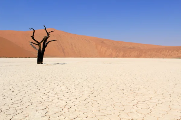 Sossusvlei döda valley landskapet i den nanib öknen nära sesrie — Stockfoto