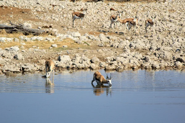 Springbok (antidorcas marsupialis), etosha national park — Zdjęcie stockowe