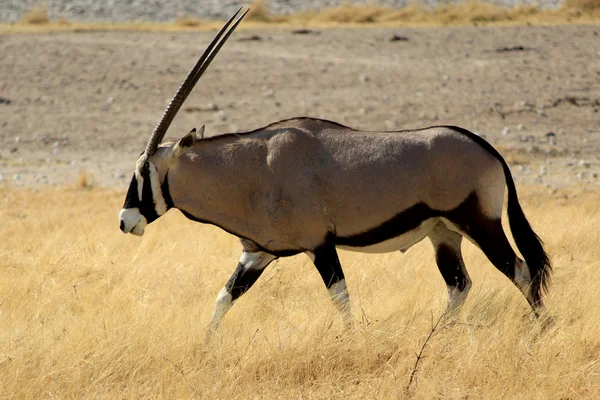 Antylopa Oryks południowy, etosha national park — Zdjęcie stockowe