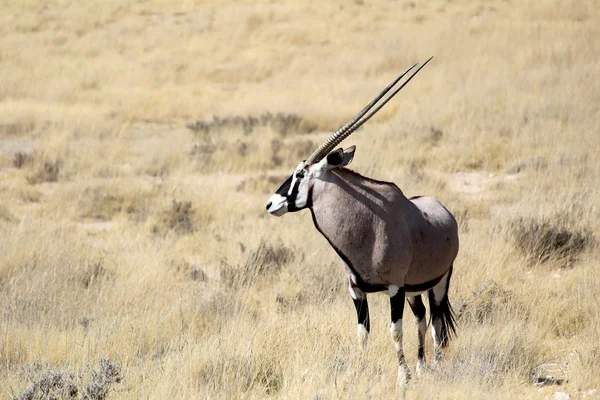 Gemsbok antilopen, etosha nationaal park — Stockfoto