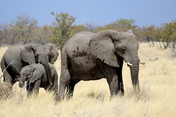 Toro elefante africano en la reserva de vida silvestre de Etosha — Foto de Stock