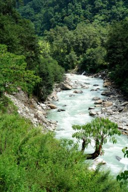 güzel Himalaya orman manzarası, temel cam annapurna trek