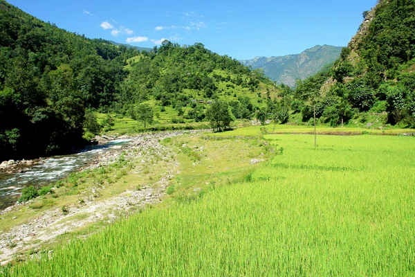 Champs de riz vert et paysage de rivière de montagne, randonnée à Annapurn — Photo