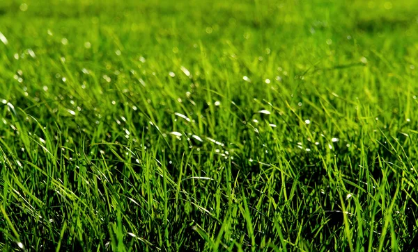 Herbe verte fraîche dans une prairie — Photo