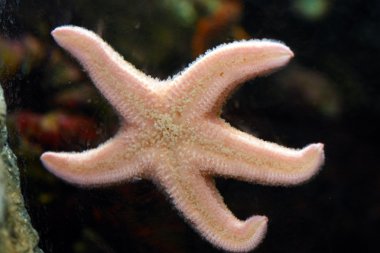 Hardal Sea Star (Pisaster ochraceus). Mor deniz Sta olarak bilinen