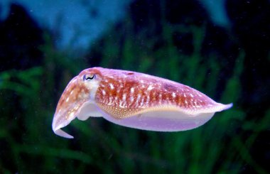 Cuttlefish, (Sepia officinalis) clipart