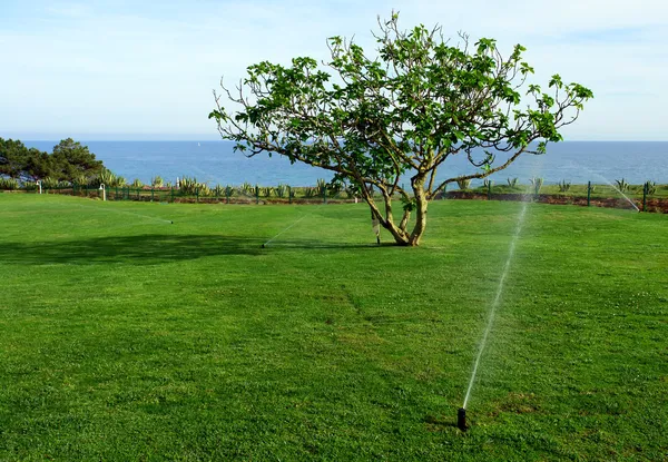 Irrigation system watering lawn — Stock Photo, Image