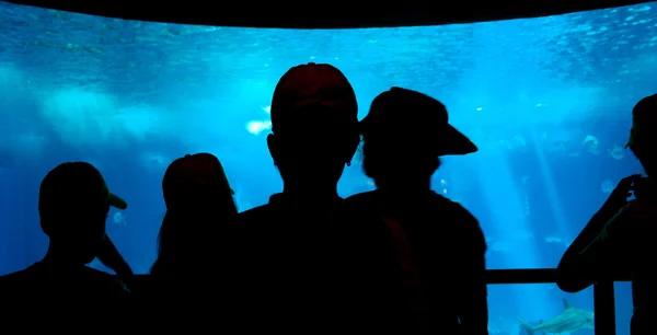 Силуэты на фоне аквариума — стоковое фото