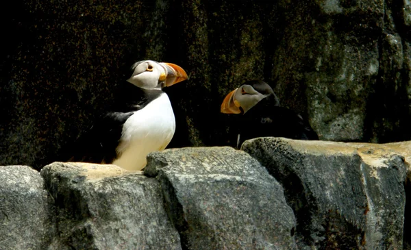 Maskonur, (fratercula arctica), north atlantic Birda przybrzeżnych — Zdjęcie stockowe