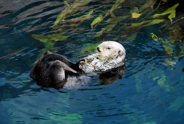 Lontra marinha (Nome científico: Enhydra lutris ) — Fotografia de Stock