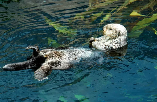 Loutre de mer (Nom scientifique : Enhydra lutris ) — Photo