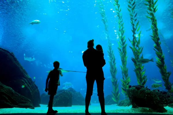 Silhouetten im Hintergrund des Aquariums — Stockfoto