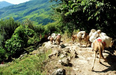 güzel Himalaya orman manzarası, Merkez kampına annapurna trek