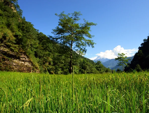 Green rice fields landscape — Stock Photo, Image