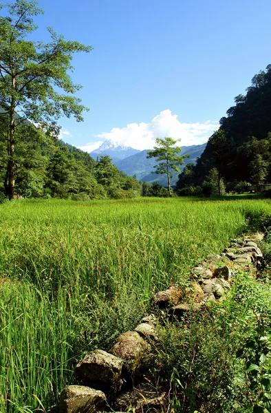 绿色的稻田景观 — 图库照片