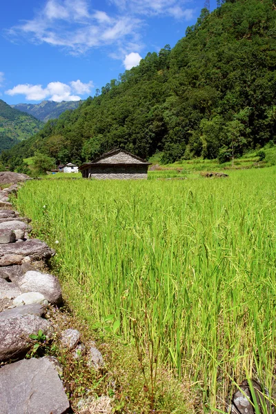 Rice fields and freshwate. Himalayan landscape — Stock Photo, Image