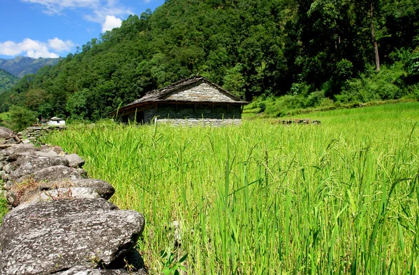 Rice fields and village. Himalayan landscape — Stock Photo, Image