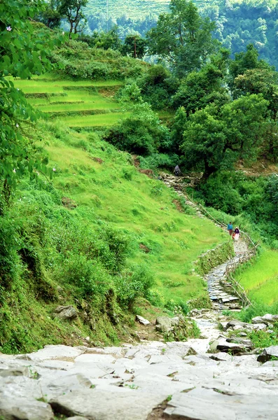 Wunderschöne Himalaya-Waldlandschaft, Wanderung zur Annapurna Base Cam — Stockfoto