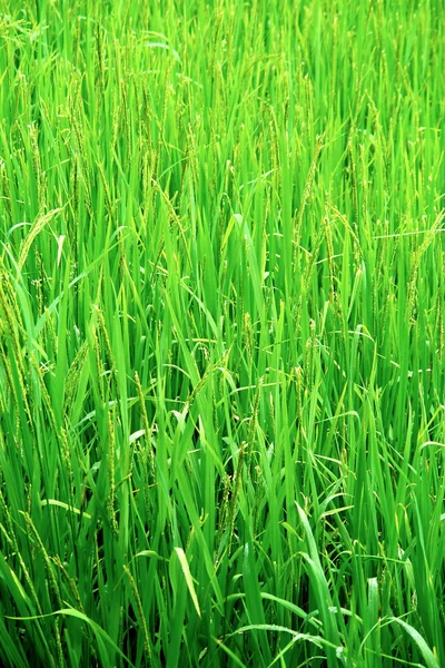 Green rice field texture wallpaper — Stock Photo, Image