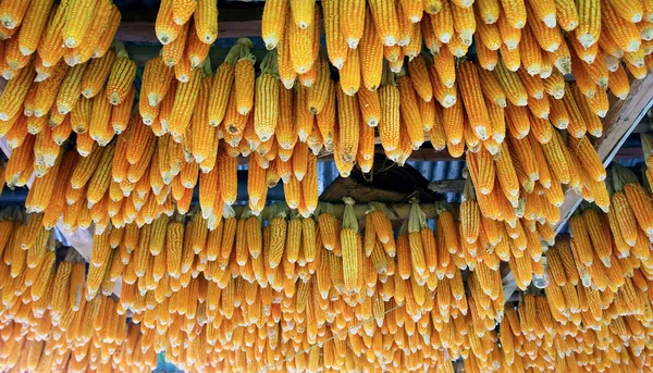 Corn texture — Stock Photo, Image