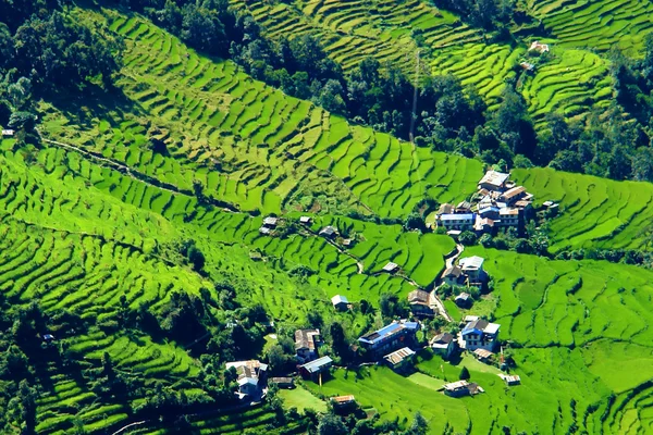 Grüne Reisfelder und Berglandschaft, Wanderung nach Annapurna — Stockfoto