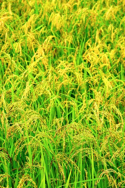 Green rice field texture wallpaper — Stock Photo, Image