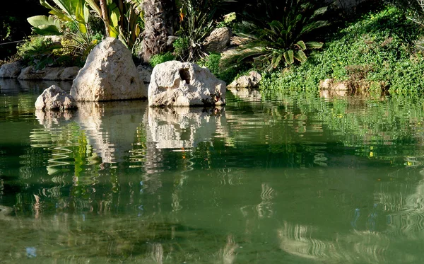 Reflexo do lago. Jardim de palmeiras em Alicante, Espanha . — Fotografia de Stock