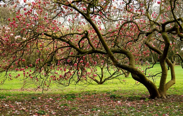 Bute park mimo hrad cardiff, wales. — Stock fotografie