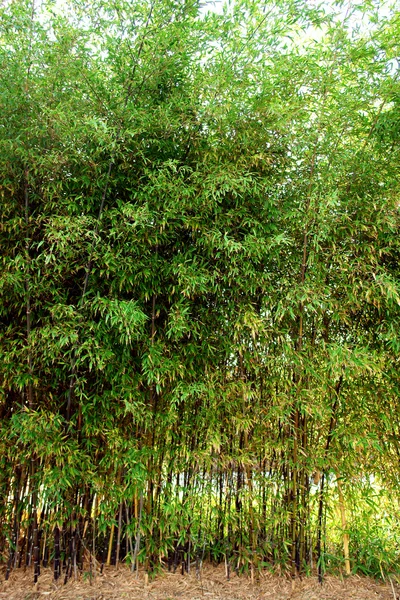 竹类植物在花坛 (背景纹理) — 图库照片