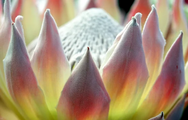 Exotic plant detail — Stock Photo, Image