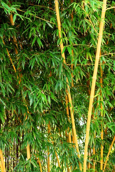 Bambus rostlin (texturu pozadí) — Stock fotografie