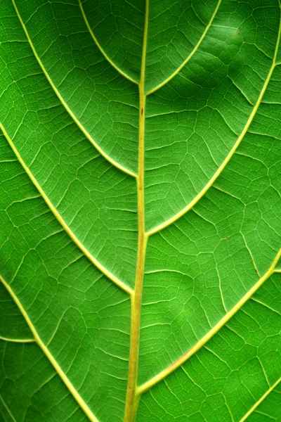 Bitki yaprağı — Stok fotoğraf