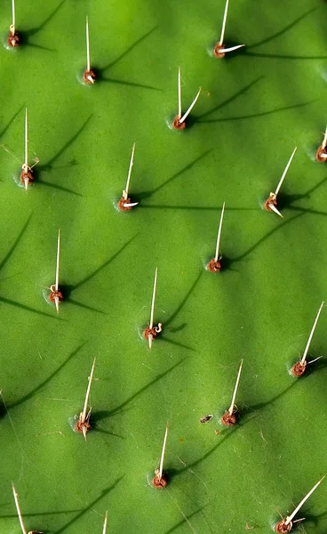 Cactus detail — Stock Photo, Image