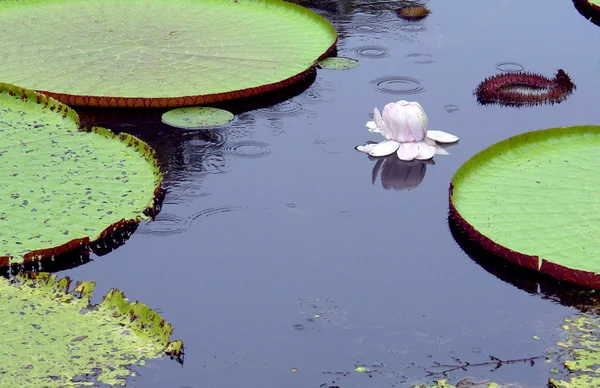 Amazon water lily — Stock Photo, Image